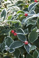 Ueberfrorener Ilex aquifolium (Stechpalme)