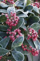 Overgrown Skimmia reevesiana (Japanese fruit cluster)