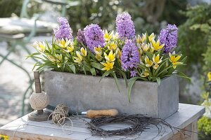 Tulipa tarda syn. Tulipa dasystemon (star tulips) and Hyacinthus