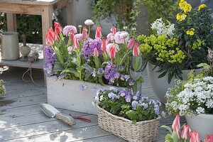 Wooden box with Tulipa 'Plaisir', Hyacinthus 'Splendid Cornelia'