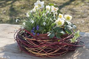 Galanthus nivalis, Helleborus niger