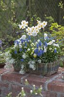 Korb mit Muscari aucheri 'Blue Magic' (Traubenhyazinthen), Ornithogalum