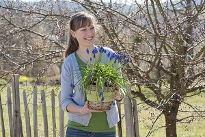 Frau mit Muscari siberica (Traubenhyazinthen) im Korb