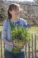 Frau mit Muscari siberica (Traubenhyazinthen) im Korb