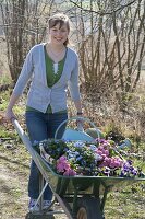 Frau mit Schubkarre voller Frühlingsblumen zum Einpflanzen