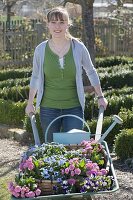 Frau mit Schubkarre voller Frühlingsblumen zum Einpflanzen