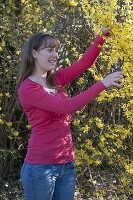 Cutting forsythia branches and stick bouquet