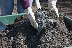 Plant the bed in the organic garden with lettuce, kohlrabi, horned violet and parsley