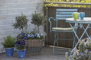 High wicker basket planted with Olea europaea, Viola