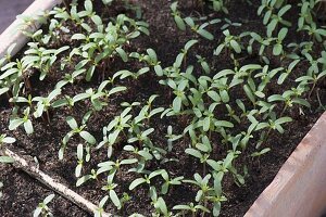 Seedlings of Tagetes tenuifolia (spice tagetes)