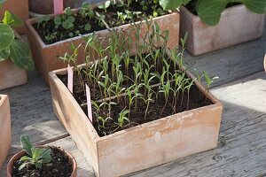 Cosmos 'Picotee' seedlings in terracotta box