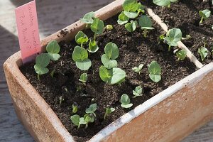 Lavatera trimestris seedlings in terracotta box