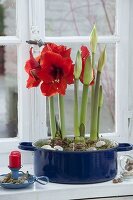 Amaryllis in blauen Emaille-Topf pflanzen