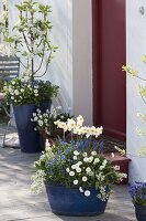 Blue tubs planted blue-white at the house entrance