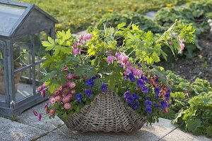 Basket with Dicentra spectabilis, Bellis