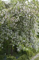 Hanging ornamental apple 'Red Jade' in bloom in the bed