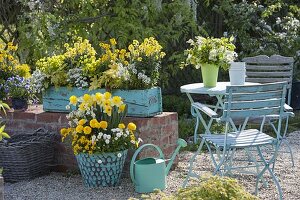 Weiß-gelber Frühling in tuerkisem Topf und Kasten