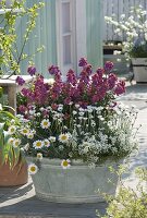 Alte Zink-Wanne bepflanzt mit Erysimum 'Winter Orchid' (Goldlack)