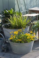 Old zinc buckets as mini ponds on the terrace