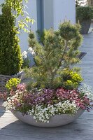 Schale mit Saxifraga arendsii Alpino 'White' 'Rose' (Moossteinbrech)