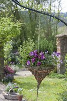 Self made hanging basket made of willow with herbs and edible flowers