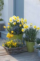 Fruehlingsblueher in Toepfen und Korb am Hauseingang : Narcissus 'Goblet'