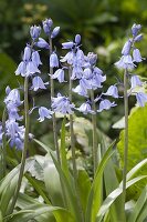 Hyacinthoides non-scripta syn. Scilla hyacinthoides (Hasenglöckchen)