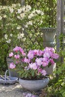 Rhododendron yakushimanum 'Silberwolke' (Alpenrose)