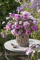 Roses, pink autumn bouquet of aster (white wood aster) in basket vase