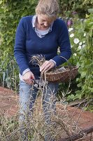 Harvest radish seeds