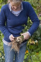 Frau putzt frisch geerntete Sellerieknolle (Apium graveolens) am Beet