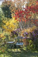 Small seat next to Rhus typhina (vinegar tree) and Morus nigra