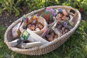 Flower bulbs for spring in autumn plants