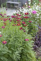 Chrysanthemum coccineum 'Robinson's Red'