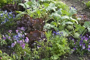 Vegetablebed with lettuce, salad (Lactuca), turnip cabbage