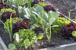 Raised bed of Salanova salads, cabbage and onions