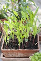 Young sweetcorn (Zea mays) plants in a terracotta bowl