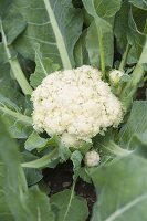 Mini Cauliflower 'Multi-Head'