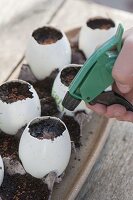 Cress seeded in empty eggs as Easter table decoration