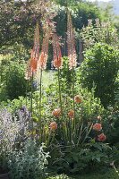 Eremurus Ruiter hybrid 'Cleopatra'