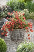 Nemesia Sunsatia plus 'Clementine' in pot inside basket