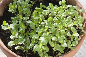 Sowing one-year-old marjoram (Majorana hortensis) in clay pots