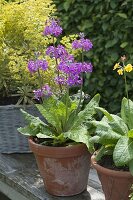 Primula bullesiana, flowering June to August, partial shade