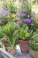 Primula vialii, flowering period June-July, Primula bullesian