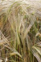 Barley (barley grass) in the cornfield