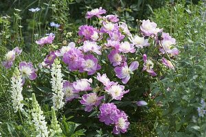 Paeonia lactiflora 'Bowl of Beauty' (Edel - Pfingstrose)