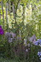 Alcea rugosa (Yellow Hollyhock, Russian Hollyhock)