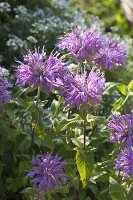 Monarda fistulosa var. Menthifolia 'Pummel' (bergamot)