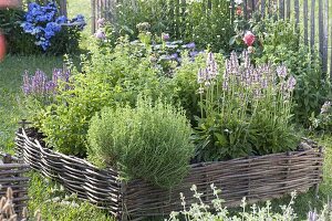 Stachys monnierei 'Spitzweg' in the bed with border