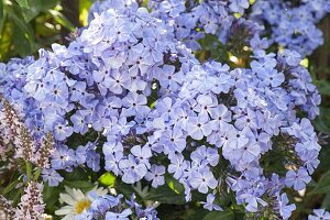 Phlox paniculata 'Violetta gloriosa' (Phlox)